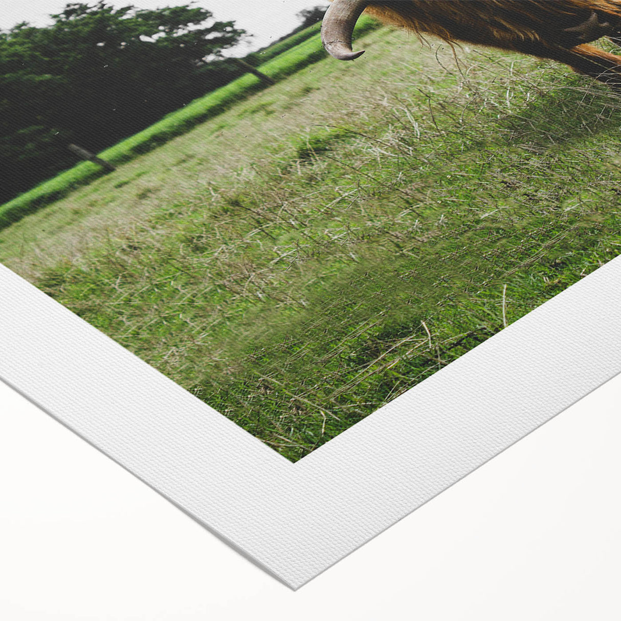 Highland Cattle in Field Rustic Wall Art – Farmhouse Landscape Decor Print