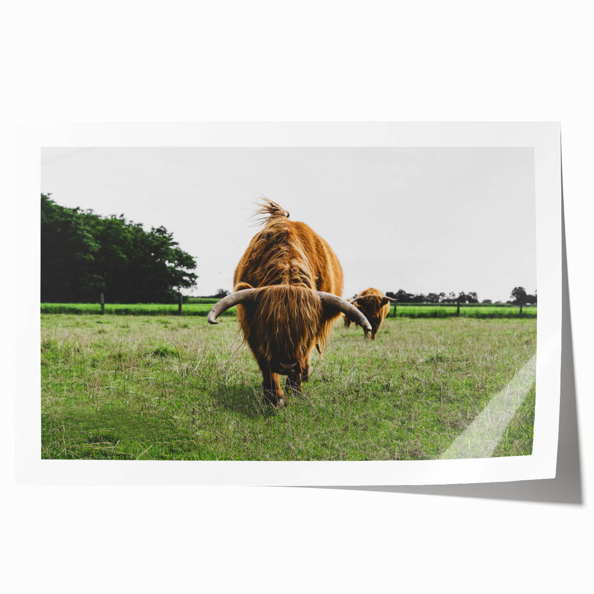 Highland Cattle in Field Rustic Wall Art – Farmhouse Landscape Decor Print