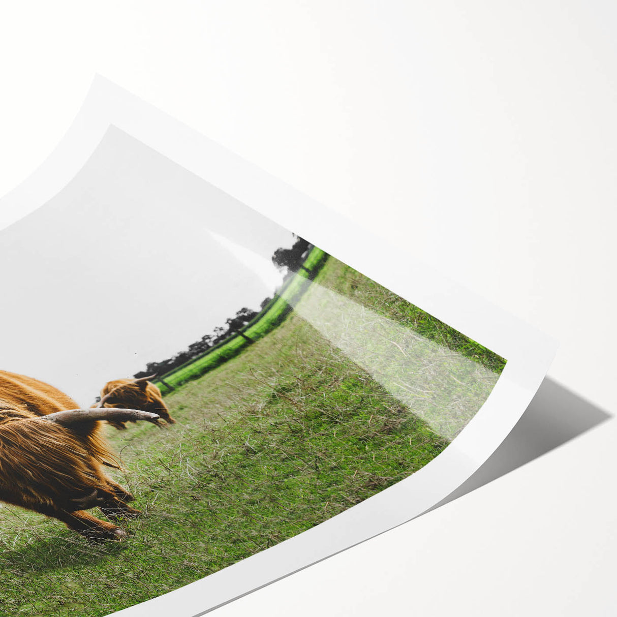 Highland Cattle in Field Rustic Wall Art – Farmhouse Landscape Decor Print