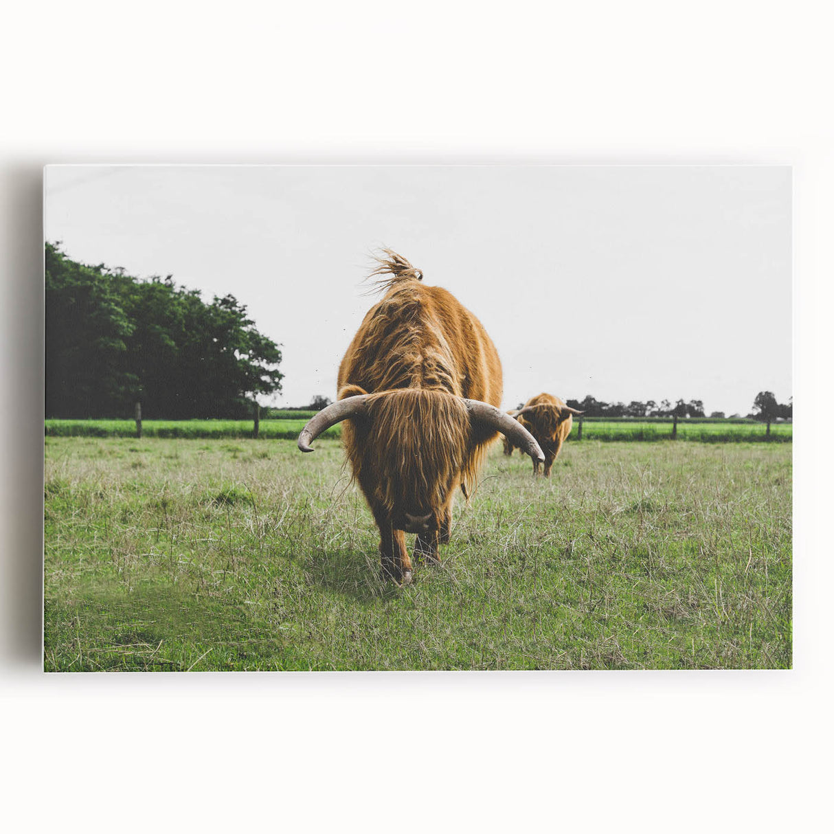 Highland Cattle in Field Rustic Wall Art – Farmhouse Landscape Decor Print