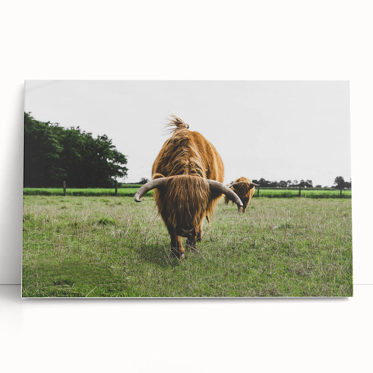 Highland Cattle in Field Rustic Wall Art – Farmhouse Landscape Decor Print