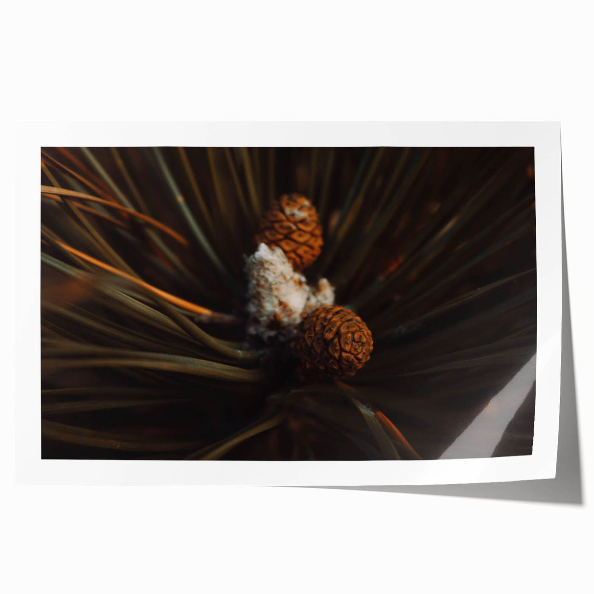 Pinecones Close-Up Rustic Wall Art – Farmhouse Nature-Inspired Decor Print