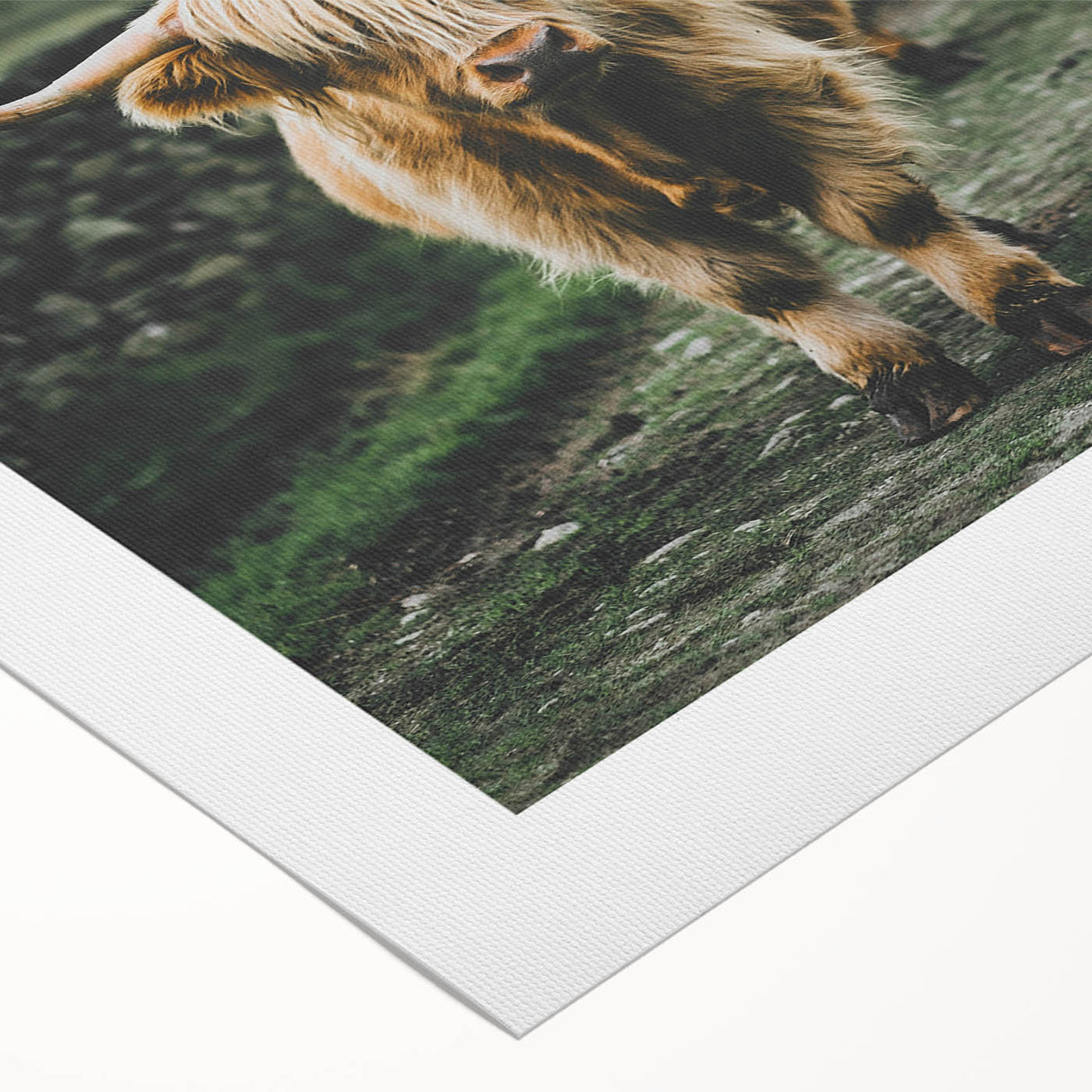 Highland Cows Rustic Wall Art – Farmhouse Nature-Inspired Decor Print