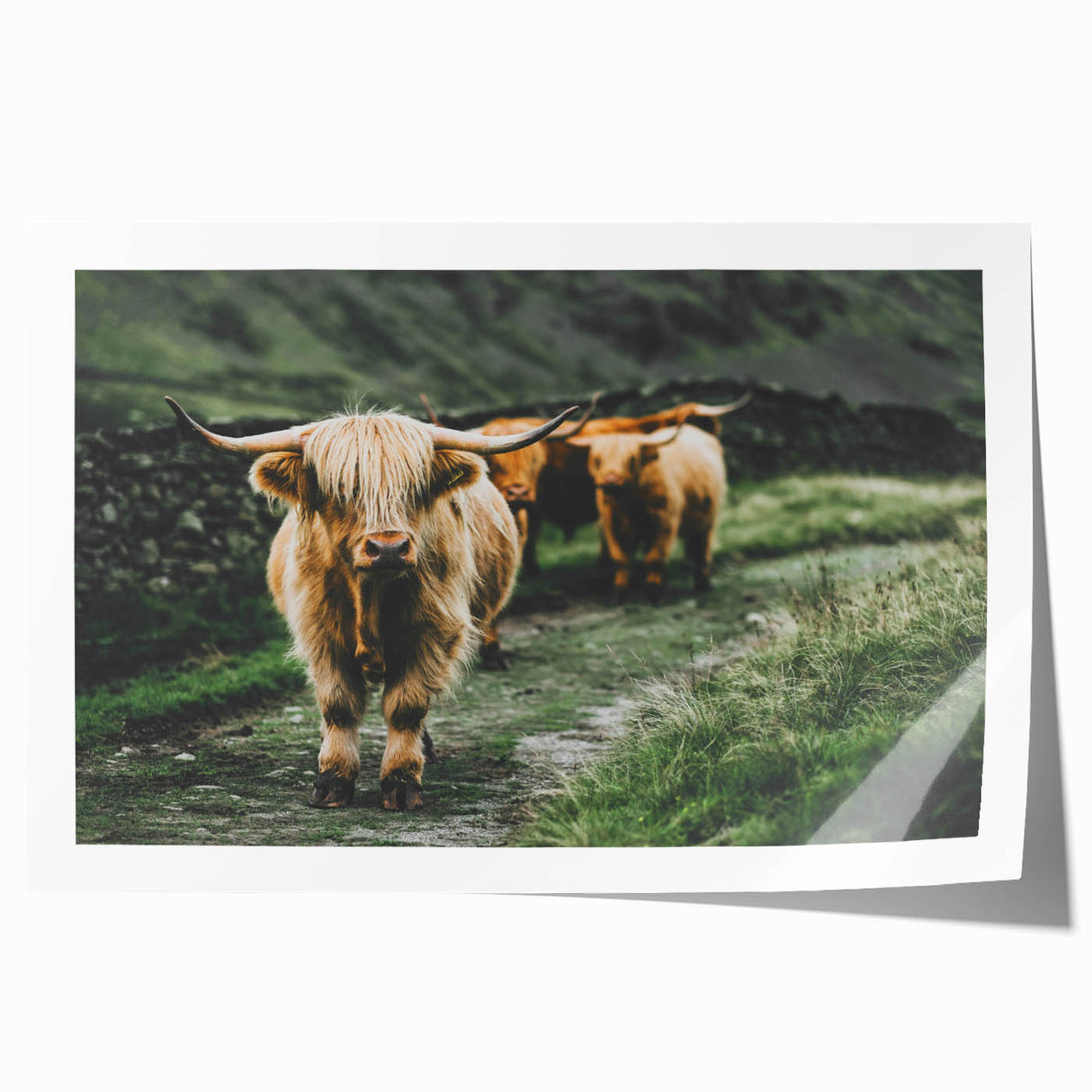 Highland Cows Rustic Wall Art – Farmhouse Nature-Inspired Decor Print