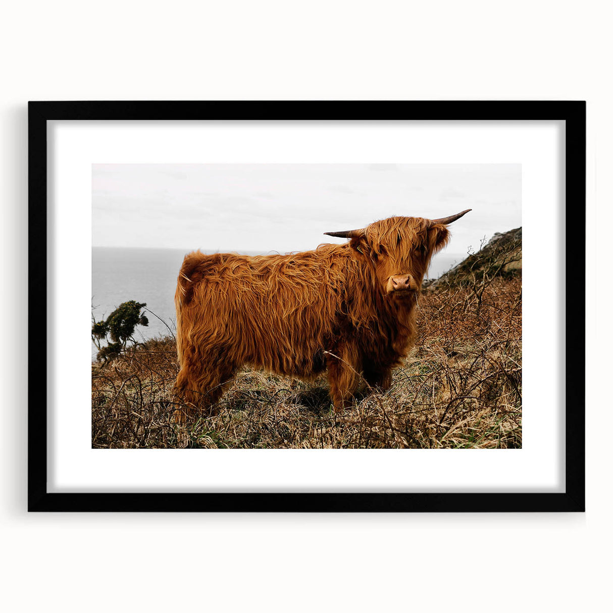 Highland Cow by the Coast Rustic Wall Art – Farmhouse Nature Decor Print