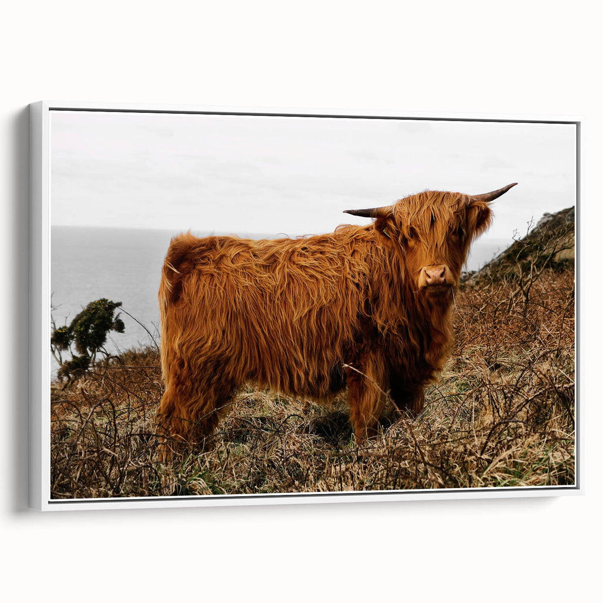 Highland Cow by the Coast Rustic Wall Art – Farmhouse Nature Decor Print