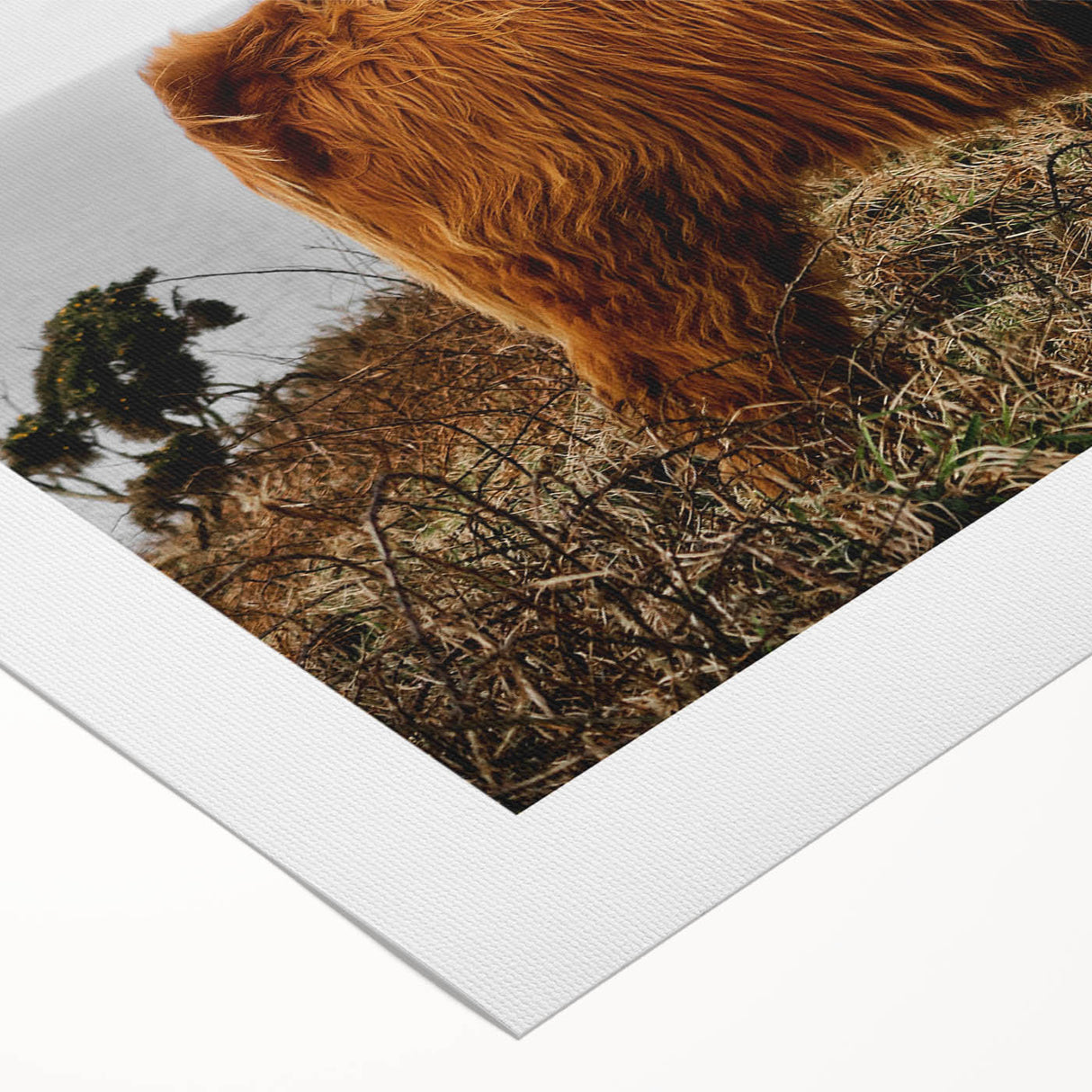Highland Cow by the Coast Rustic Wall Art – Farmhouse Nature Decor Print