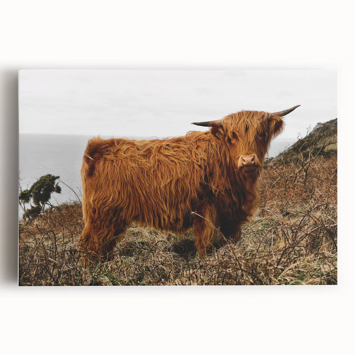 Highland Cow by the Coast Rustic Wall Art – Farmhouse Nature Decor Print