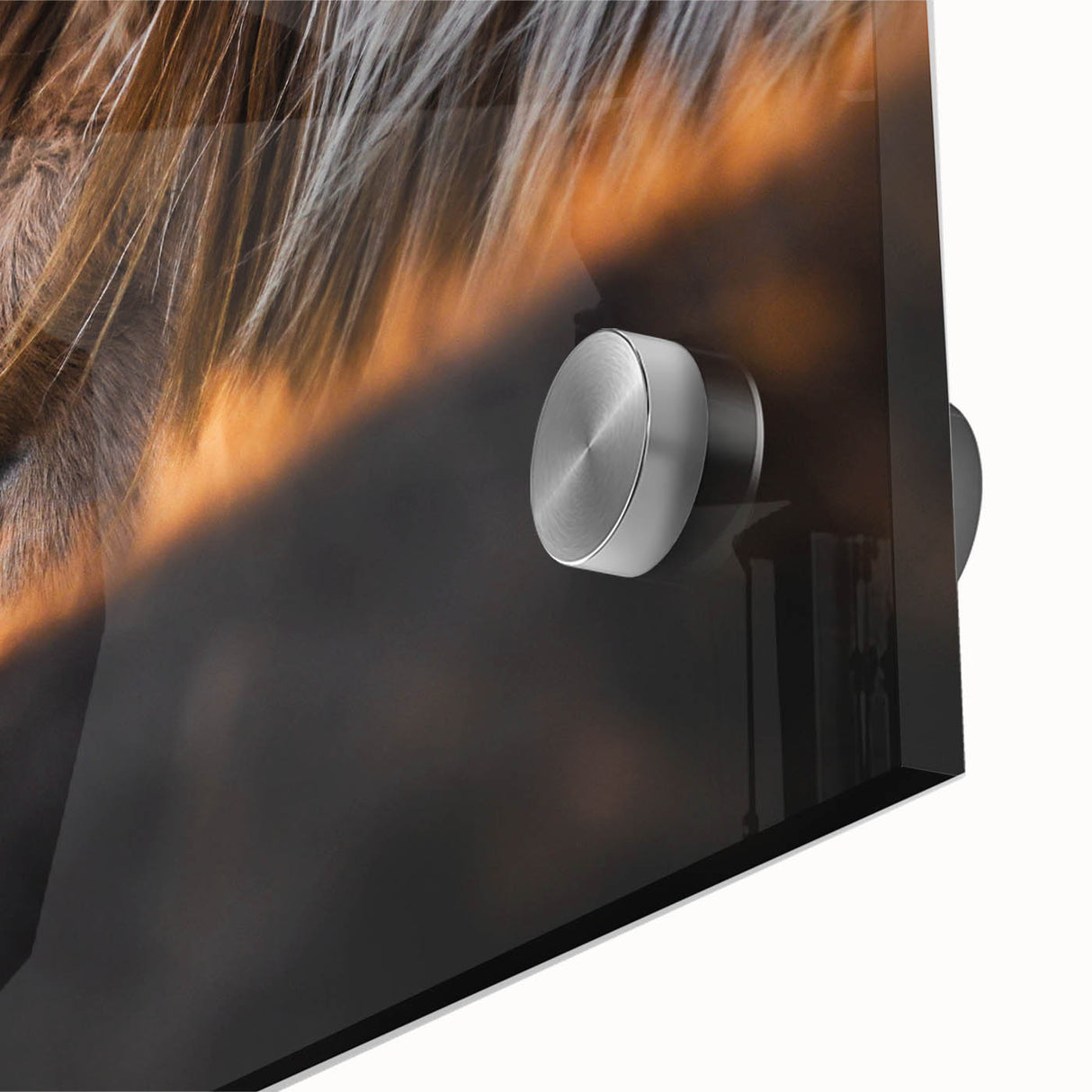 Rustic Wall Art - Close-Up of Horses with Warm Natural Lighting