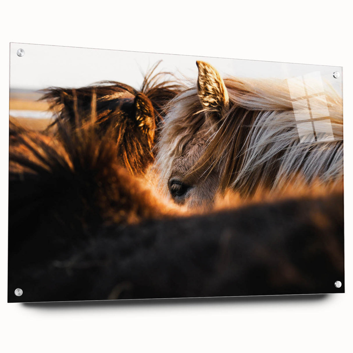 Rustic Wall Art - Close-Up of Horses with Warm Natural Lighting