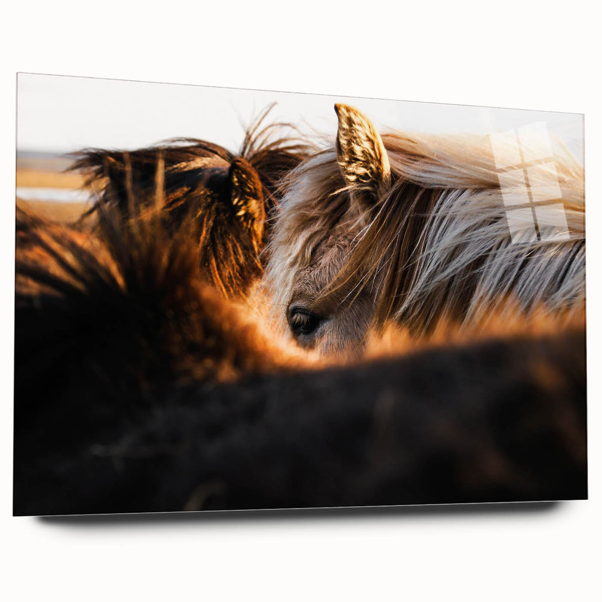 Rustic Wall Art - Close-Up of Horses with Warm Natural Lighting