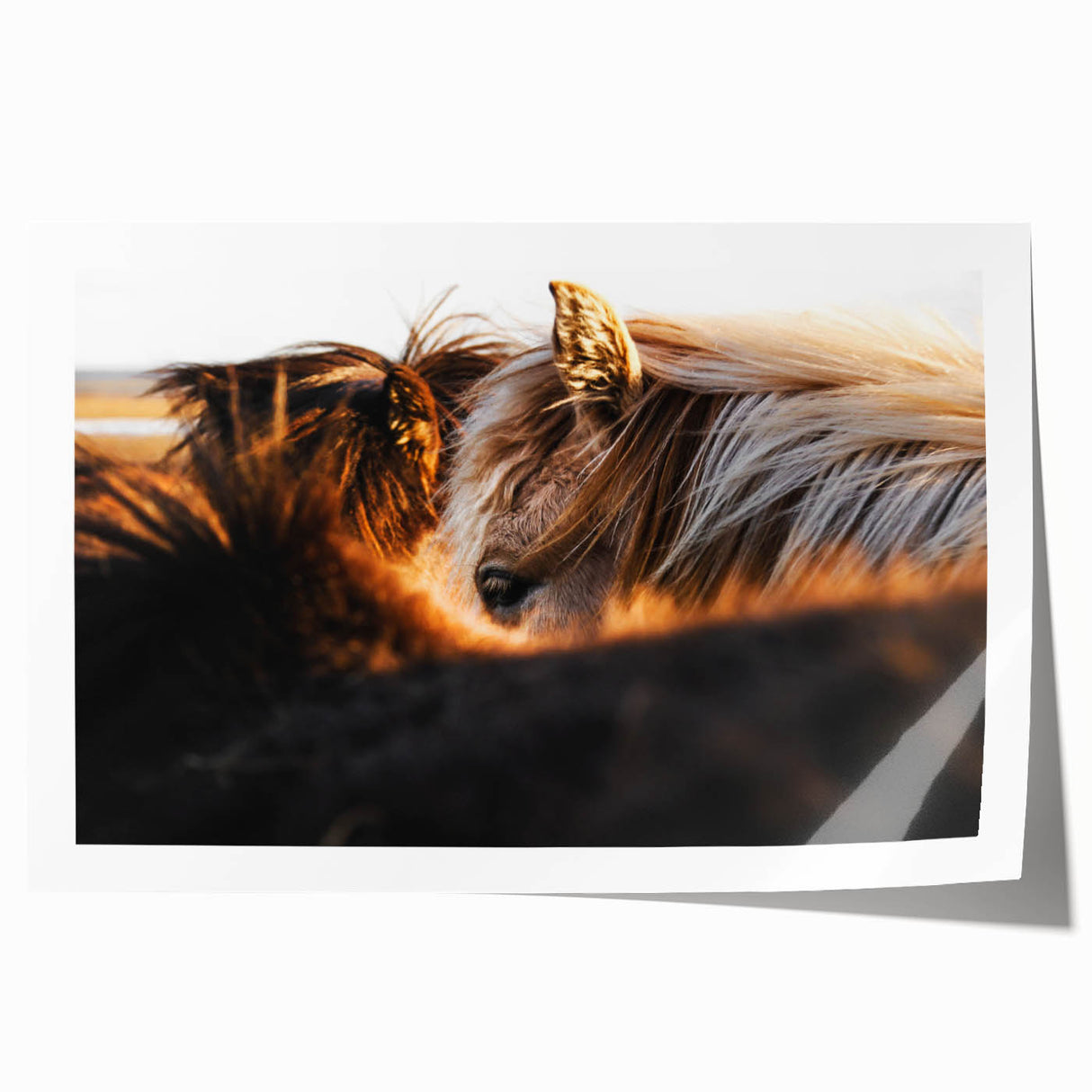 Rustic Wall Art - Close-Up of Horses with Warm Natural Lighting