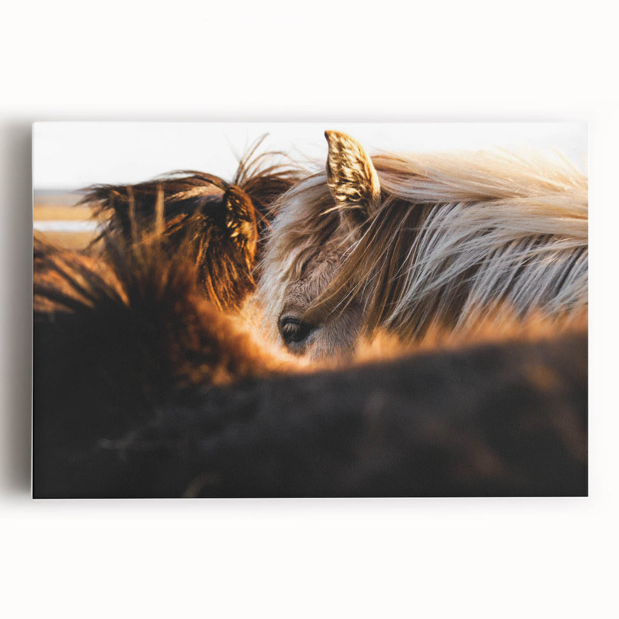 Rustic Wall Art - Close-Up of Horses with Warm Natural Lighting