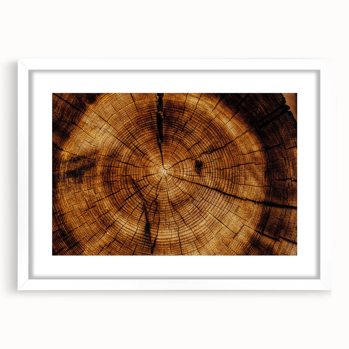 Rustic Wall Art - Tree Trunk Cross-Section with Natural Wood Texture