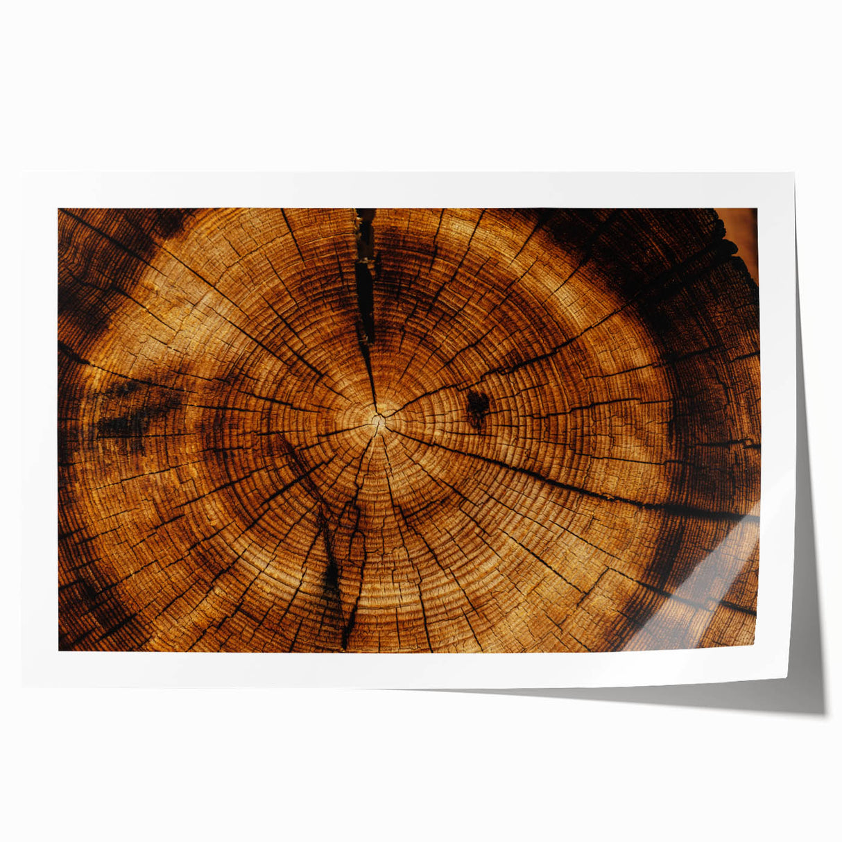 Rustic Wall Art - Tree Trunk Cross-Section with Natural Wood Texture