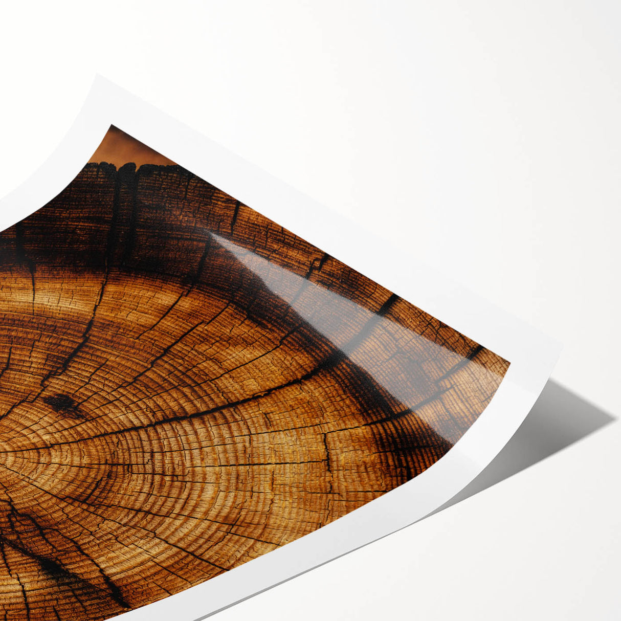 Rustic Wall Art - Tree Trunk Cross-Section with Natural Wood Texture