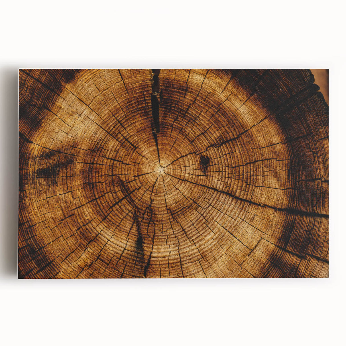 Rustic Wall Art - Tree Trunk Cross-Section with Natural Wood Texture