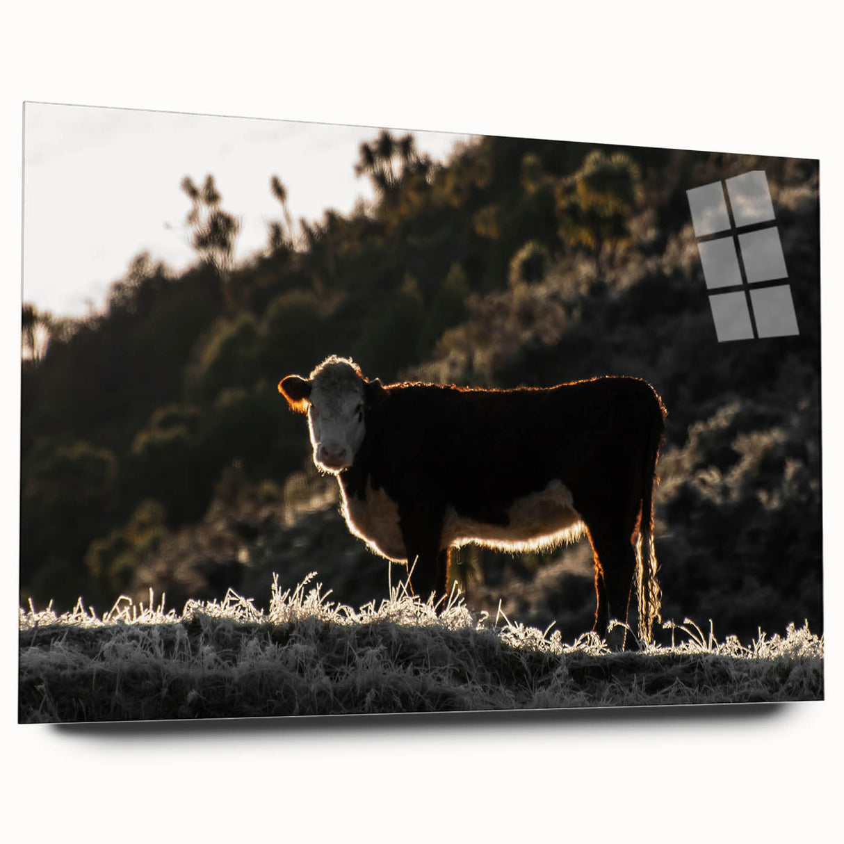 Lone Cow at Dusk Wall Art | Rustic Farmhouse Animal Decor | Nature Print