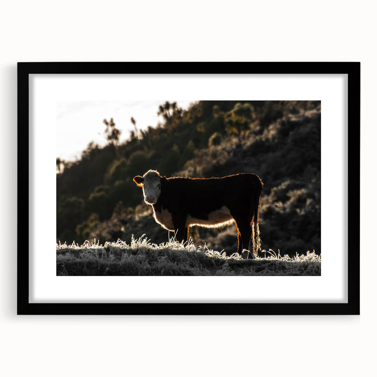 Lone Cow at Dusk Wall Art | Rustic Farmhouse Animal Decor | Nature Print