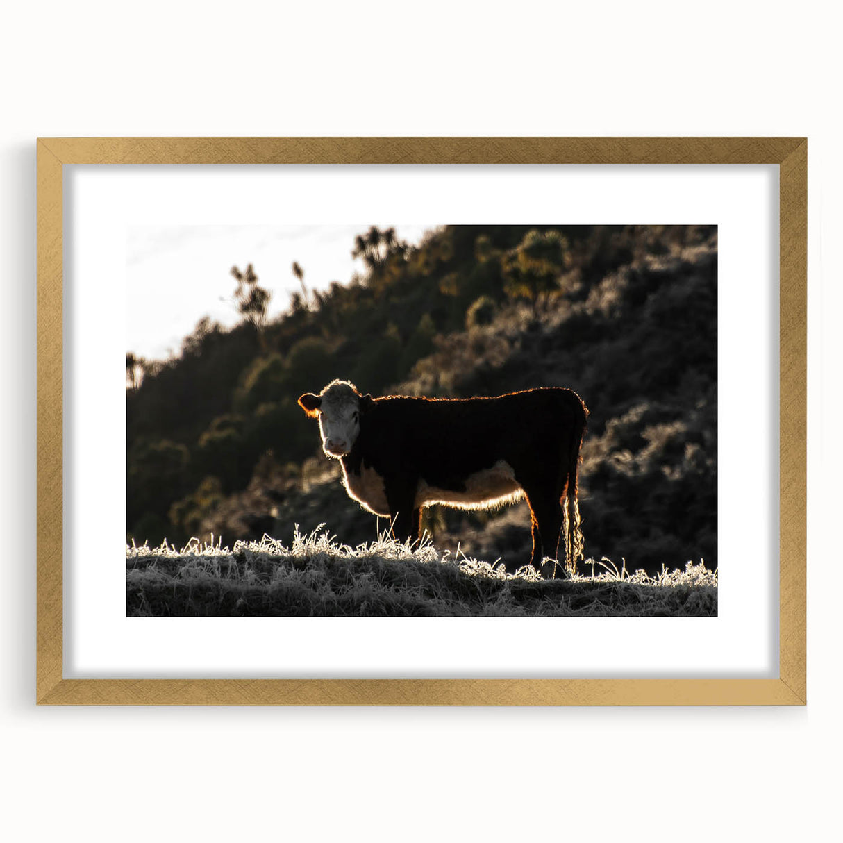 Lone Cow at Dusk Wall Art | Rustic Farmhouse Animal Decor | Nature Print