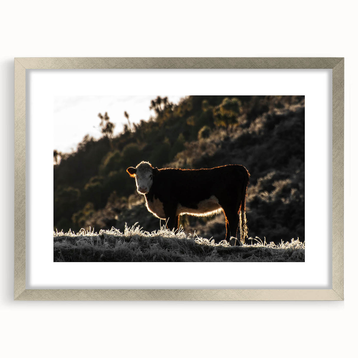 Lone Cow at Dusk Wall Art | Rustic Farmhouse Animal Decor | Nature Print