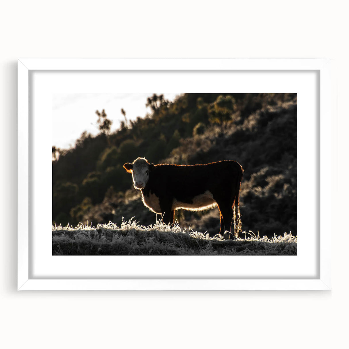 Lone Cow at Dusk Wall Art | Rustic Farmhouse Animal Decor | Nature Print