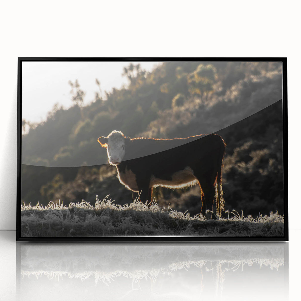 Lone Cow at Dusk Wall Art | Rustic Farmhouse Animal Decor | Nature Print