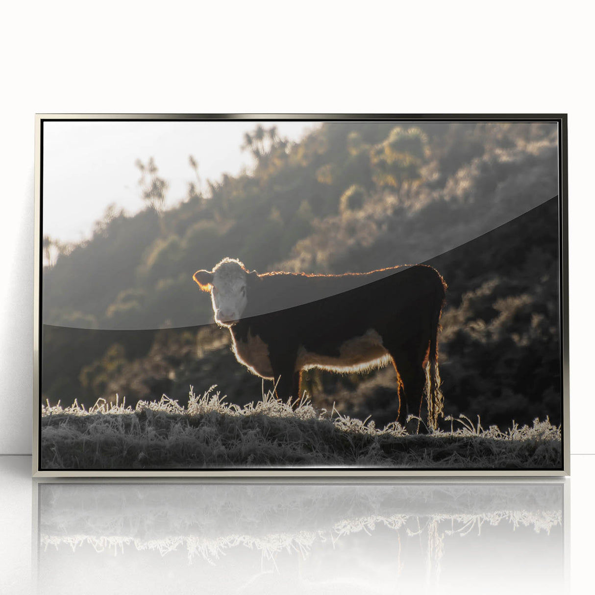 Lone Cow at Dusk Wall Art | Rustic Farmhouse Animal Decor | Nature Print