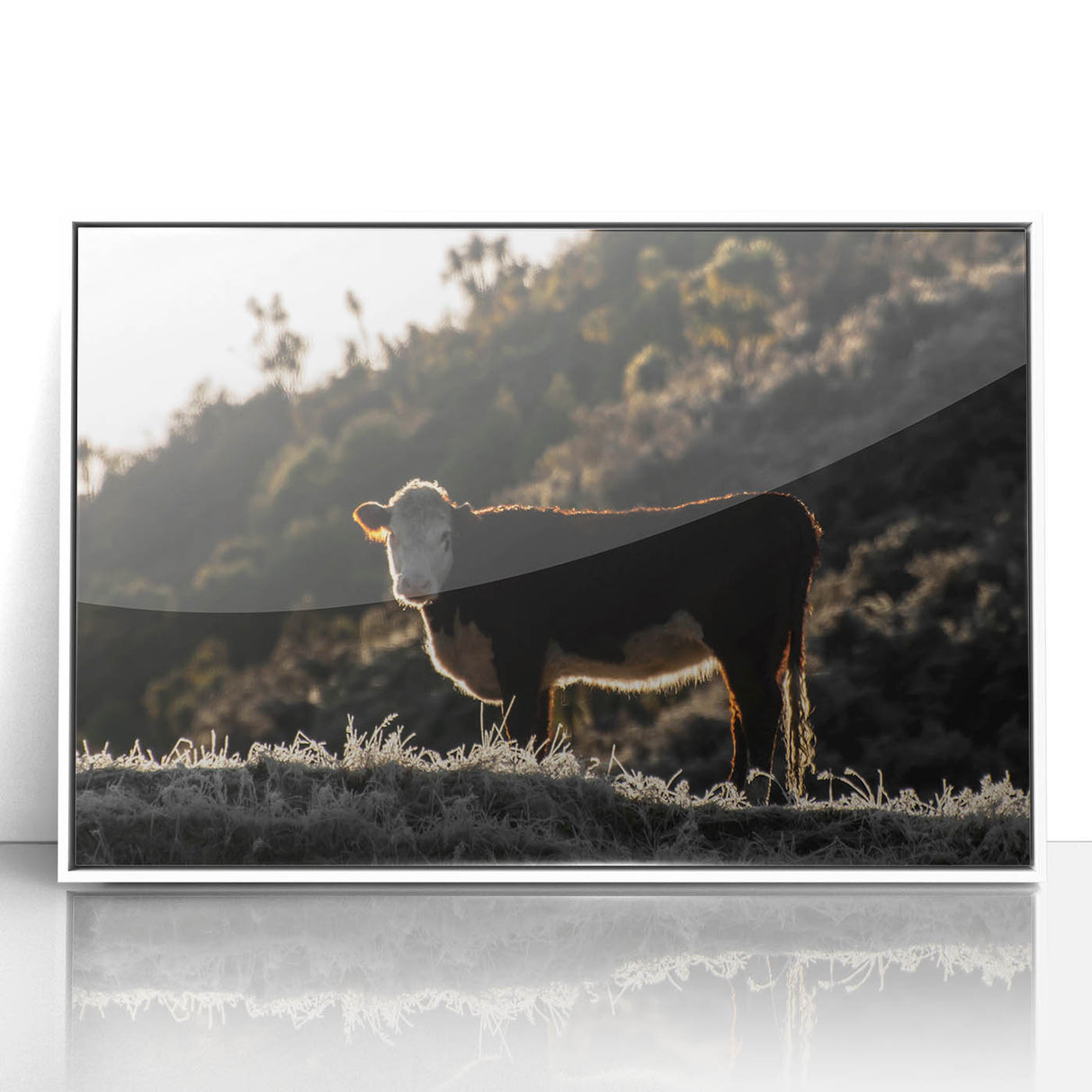 Lone Cow at Dusk Wall Art | Rustic Farmhouse Animal Decor | Nature Print
