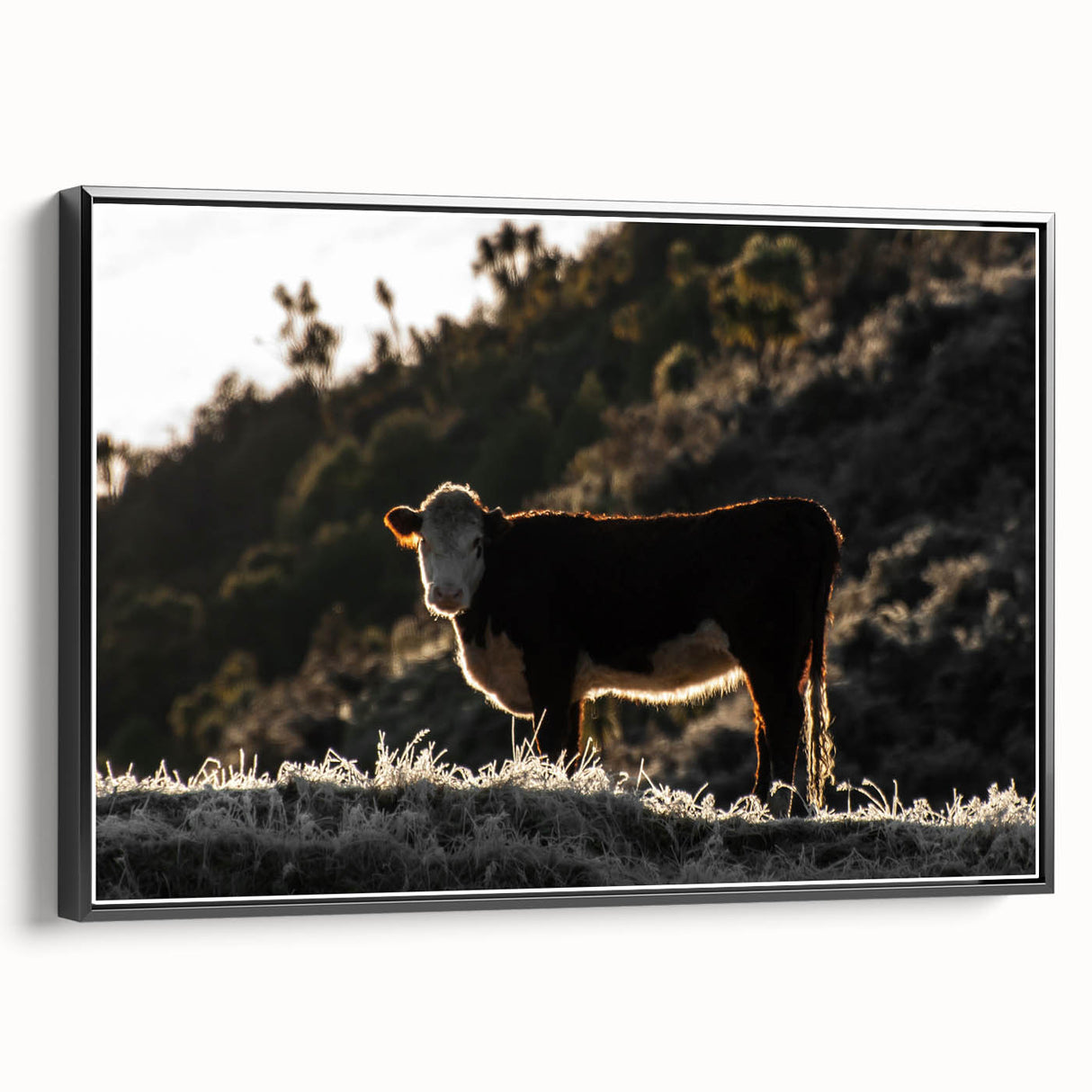 Lone Cow at Dusk Wall Art | Rustic Farmhouse Animal Decor | Nature Print