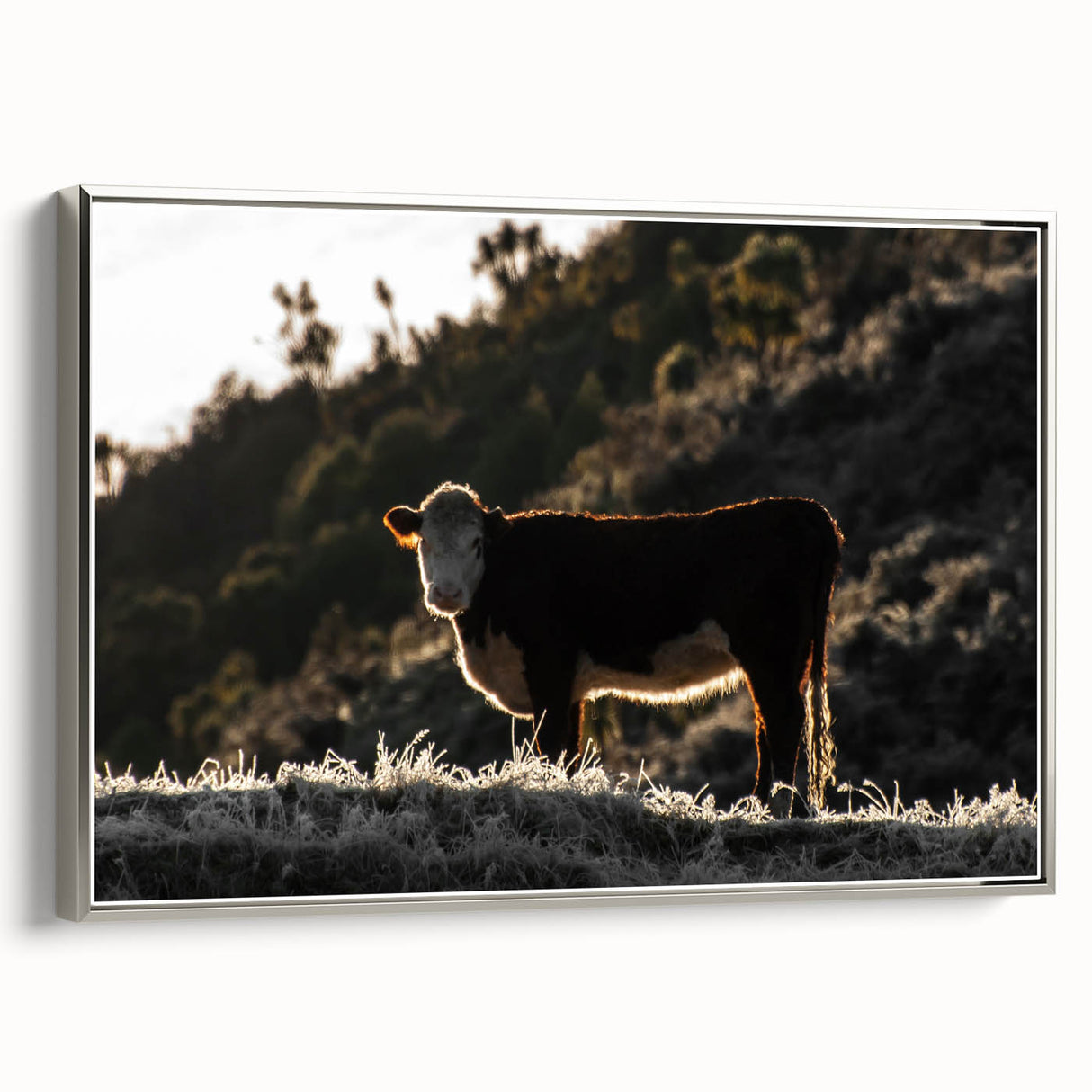 Lone Cow at Dusk Wall Art | Rustic Farmhouse Animal Decor | Nature Print