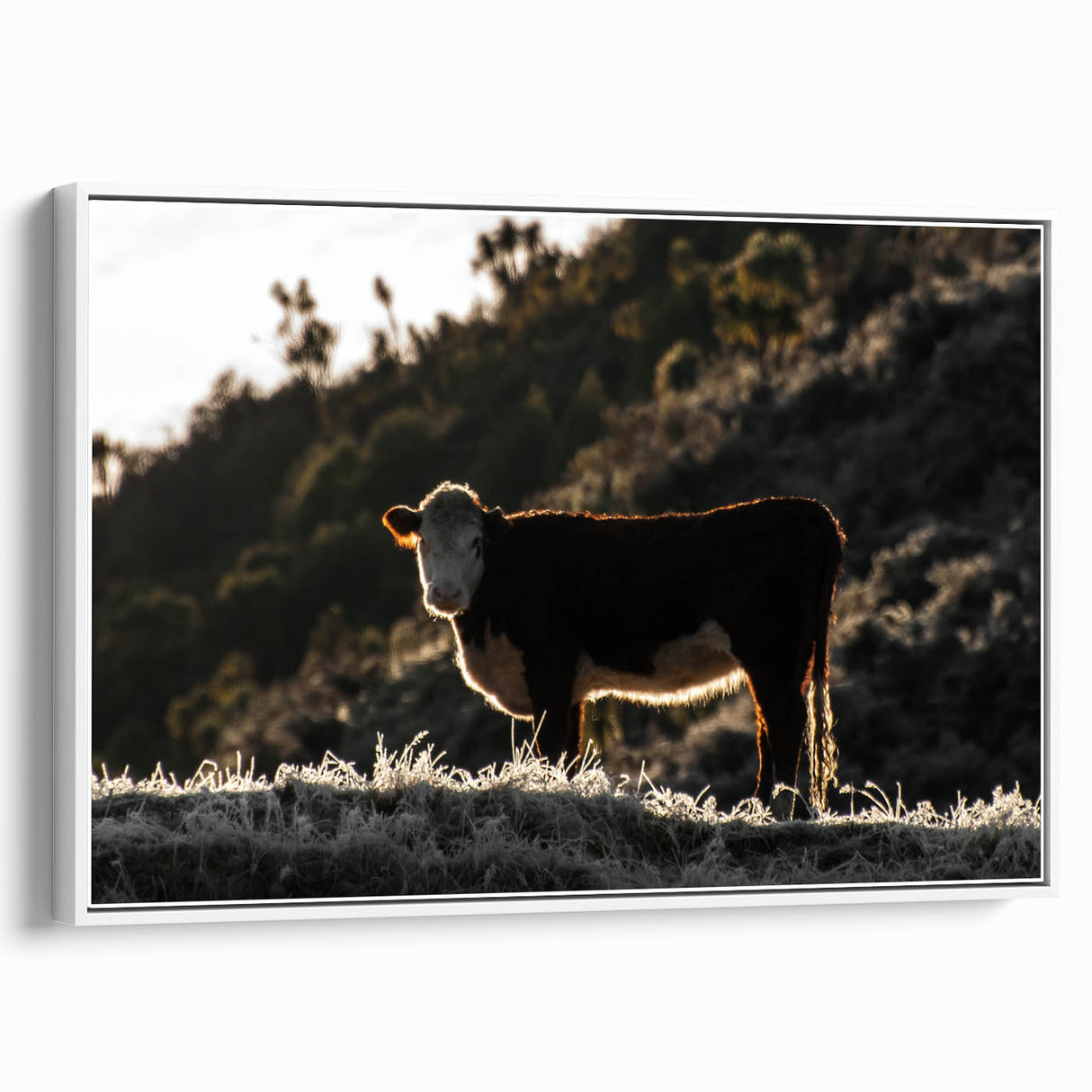 Lone Cow at Dusk Wall Art | Rustic Farmhouse Animal Decor | Nature Print