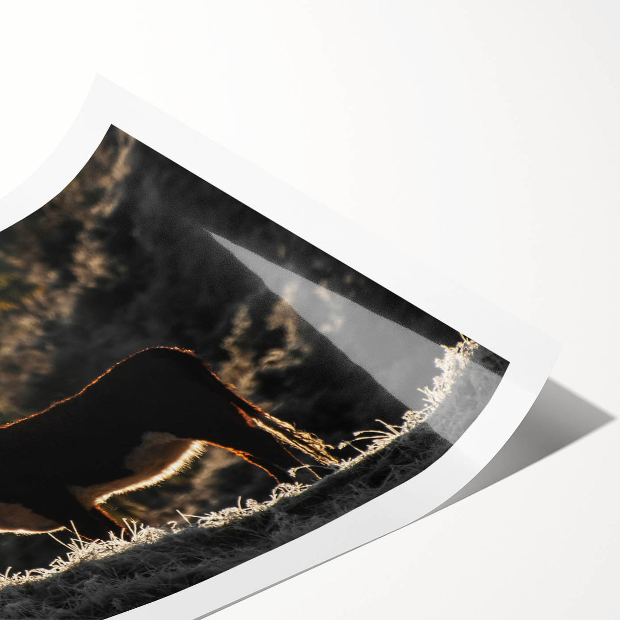 Lone Cow at Dusk Wall Art | Rustic Farmhouse Animal Decor | Nature Print