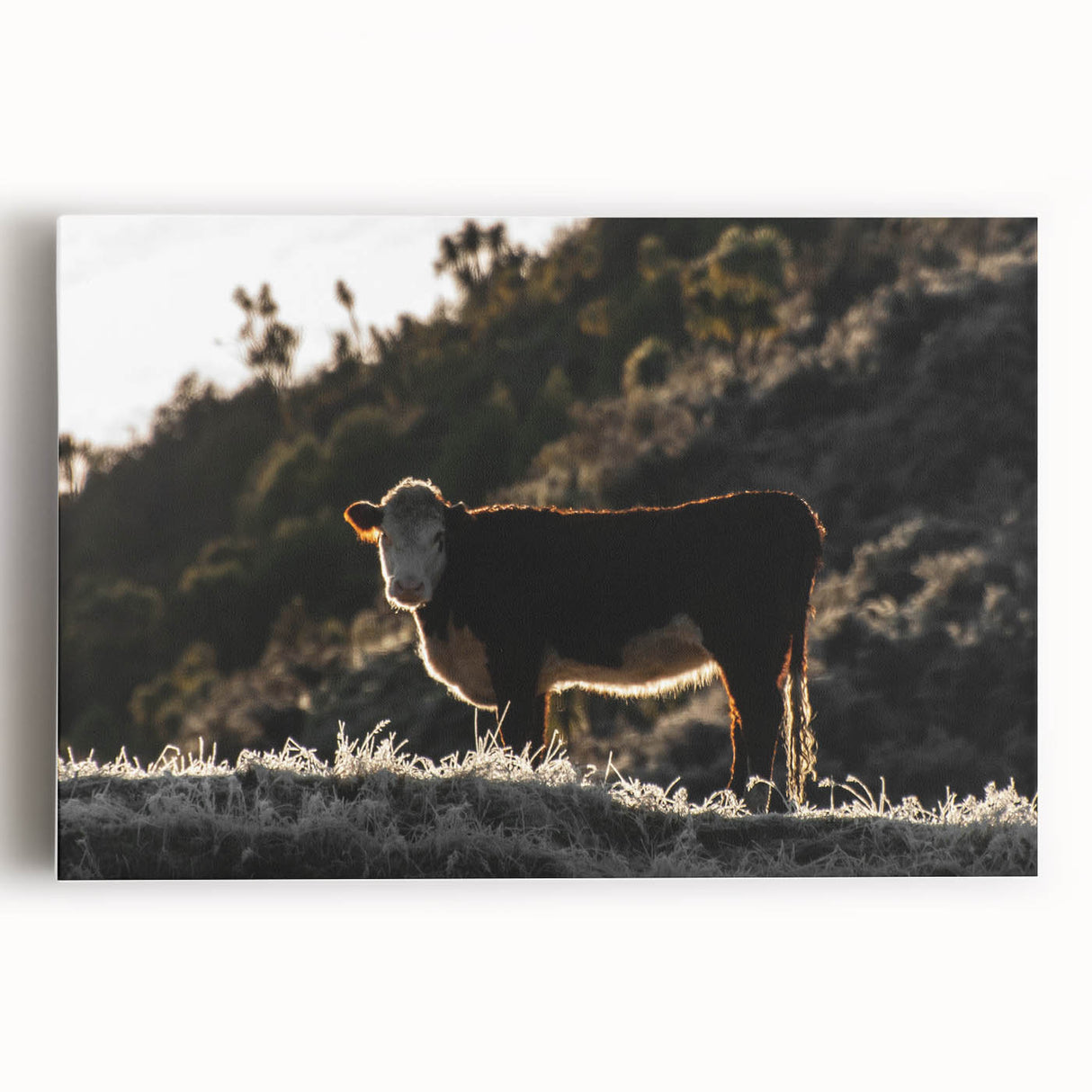 Lone Cow at Dusk Wall Art | Rustic Farmhouse Animal Decor | Nature Print