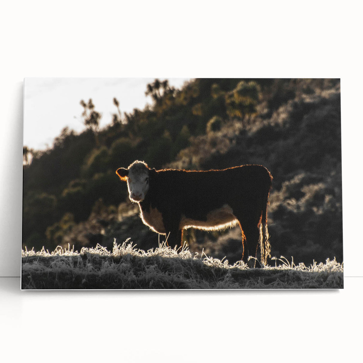 Lone Cow at Dusk Wall Art | Rustic Farmhouse Animal Decor | Nature Print