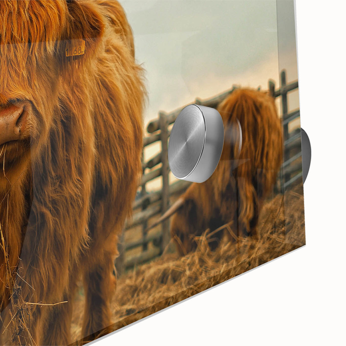Highland Cow Rustic Wall Art - Farmhouse Decor for Cozy Country Homes