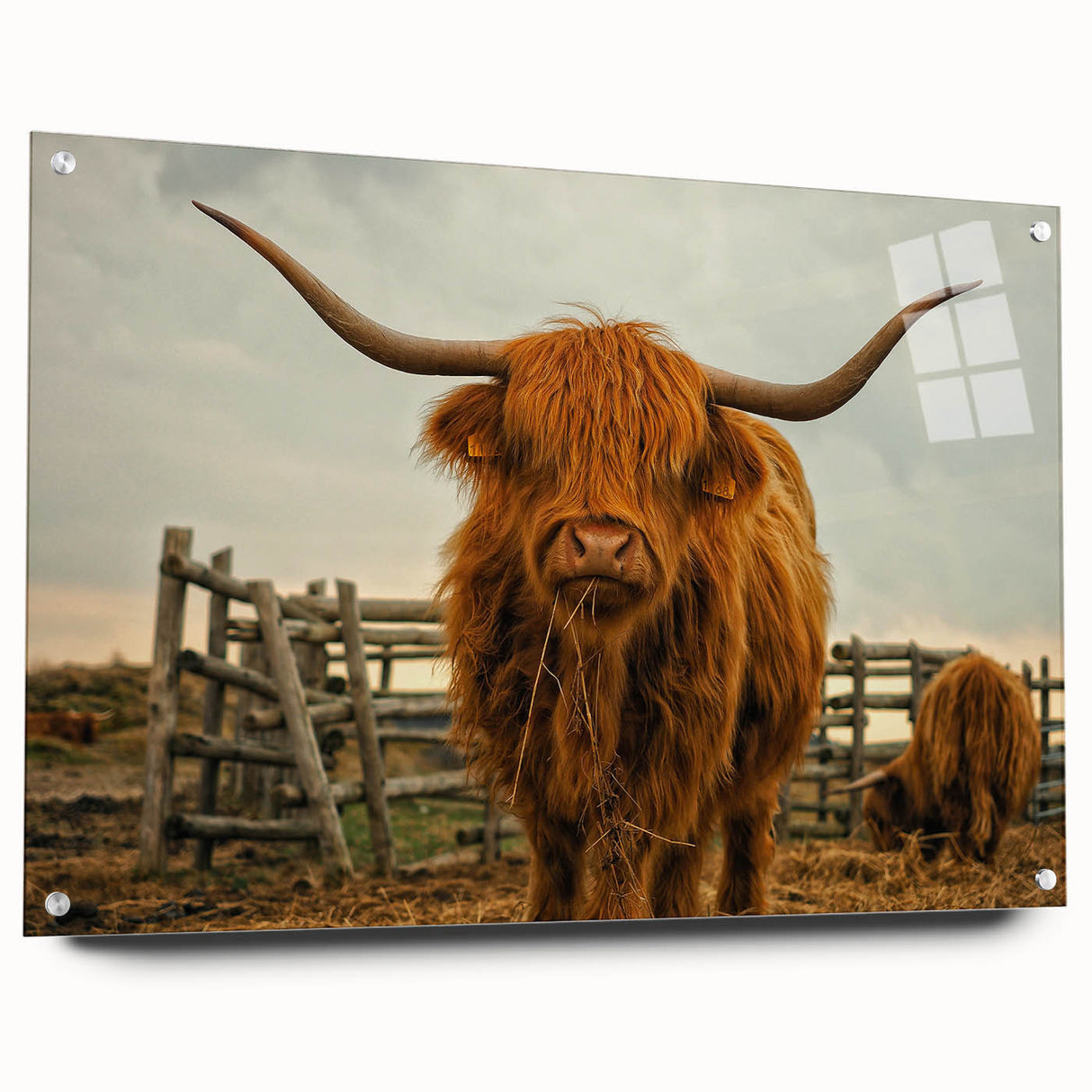 Highland Cow Rustic Wall Art - Farmhouse Decor for Cozy Country Homes