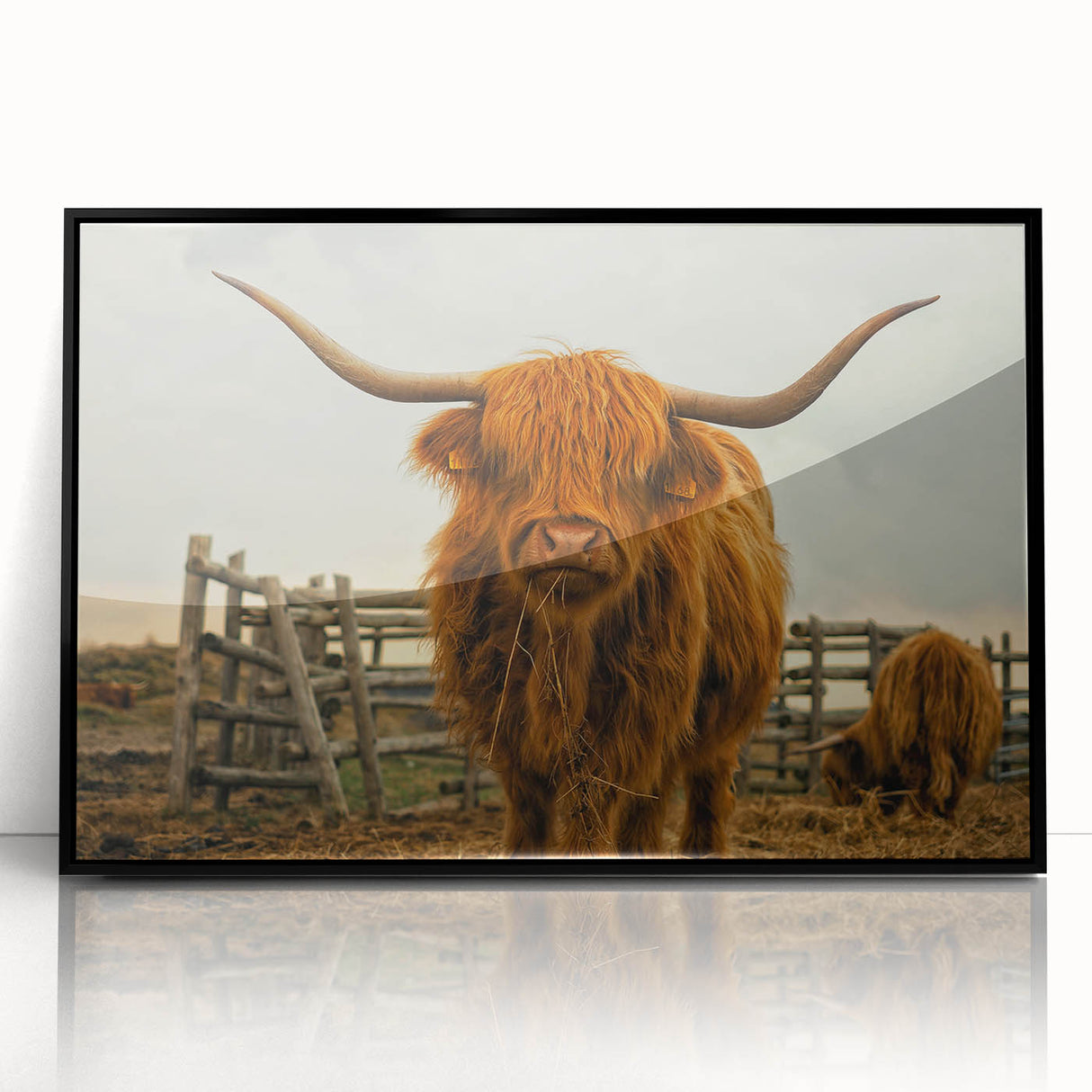 Highland Cow Rustic Wall Art - Farmhouse Decor for Cozy Country Homes