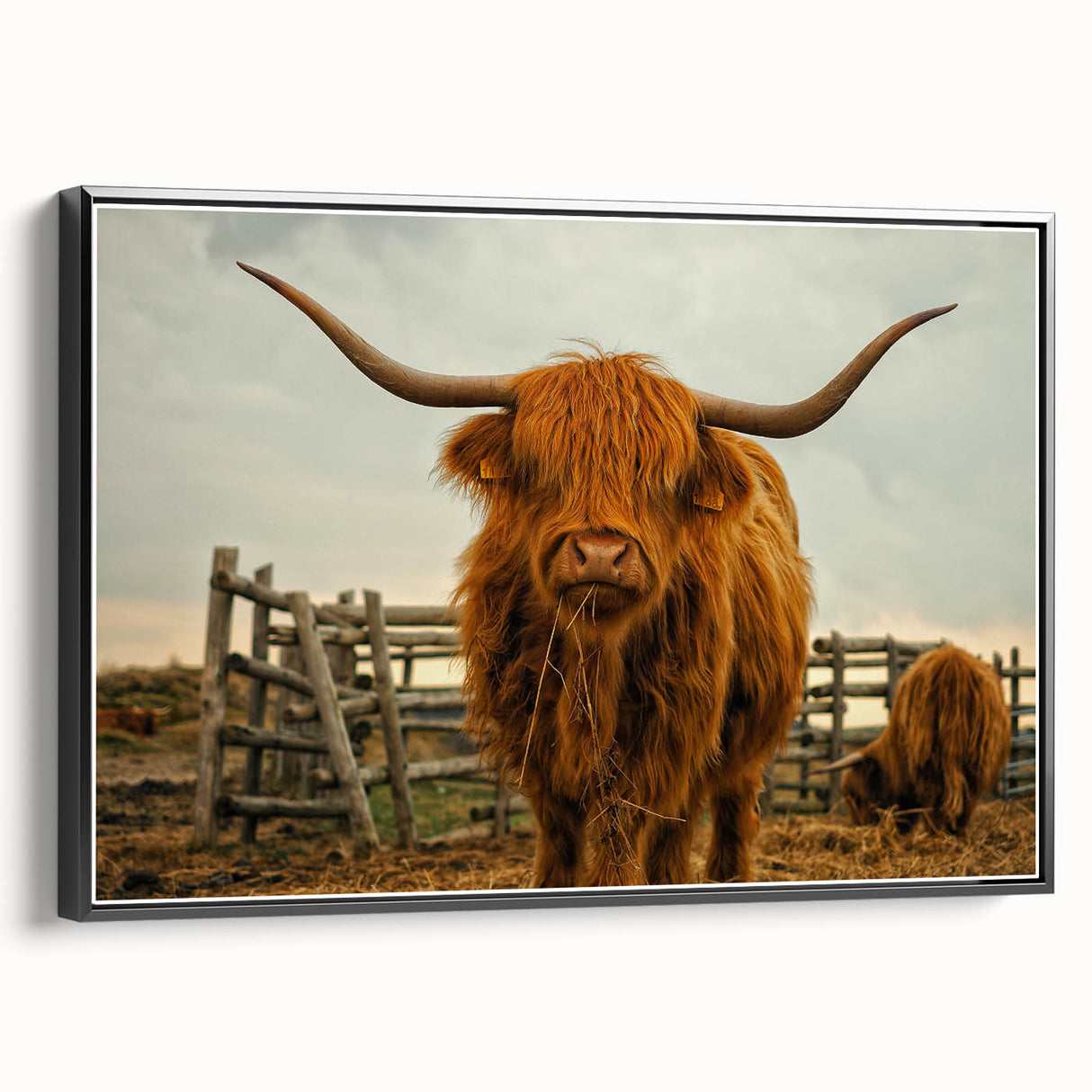 Highland Cow Rustic Wall Art - Farmhouse Decor for Cozy Country Homes