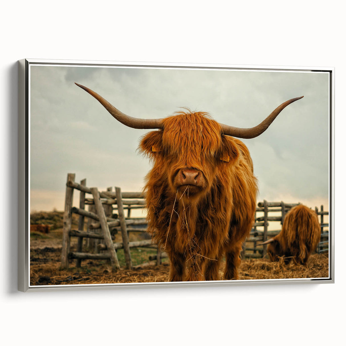 Highland Cow Rustic Wall Art - Farmhouse Decor for Cozy Country Homes