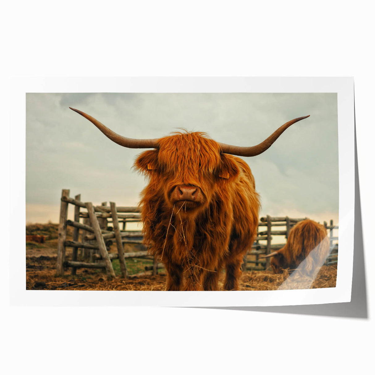 Highland Cow Rustic Wall Art - Farmhouse Decor for Cozy Country Homes