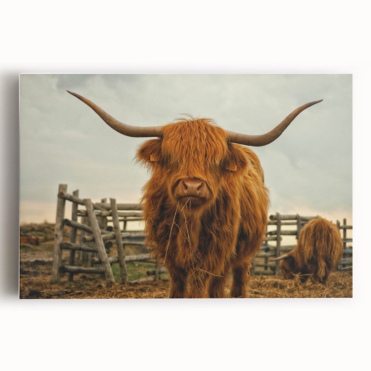 Highland Cow Rustic Wall Art - Farmhouse Decor for Cozy Country Homes