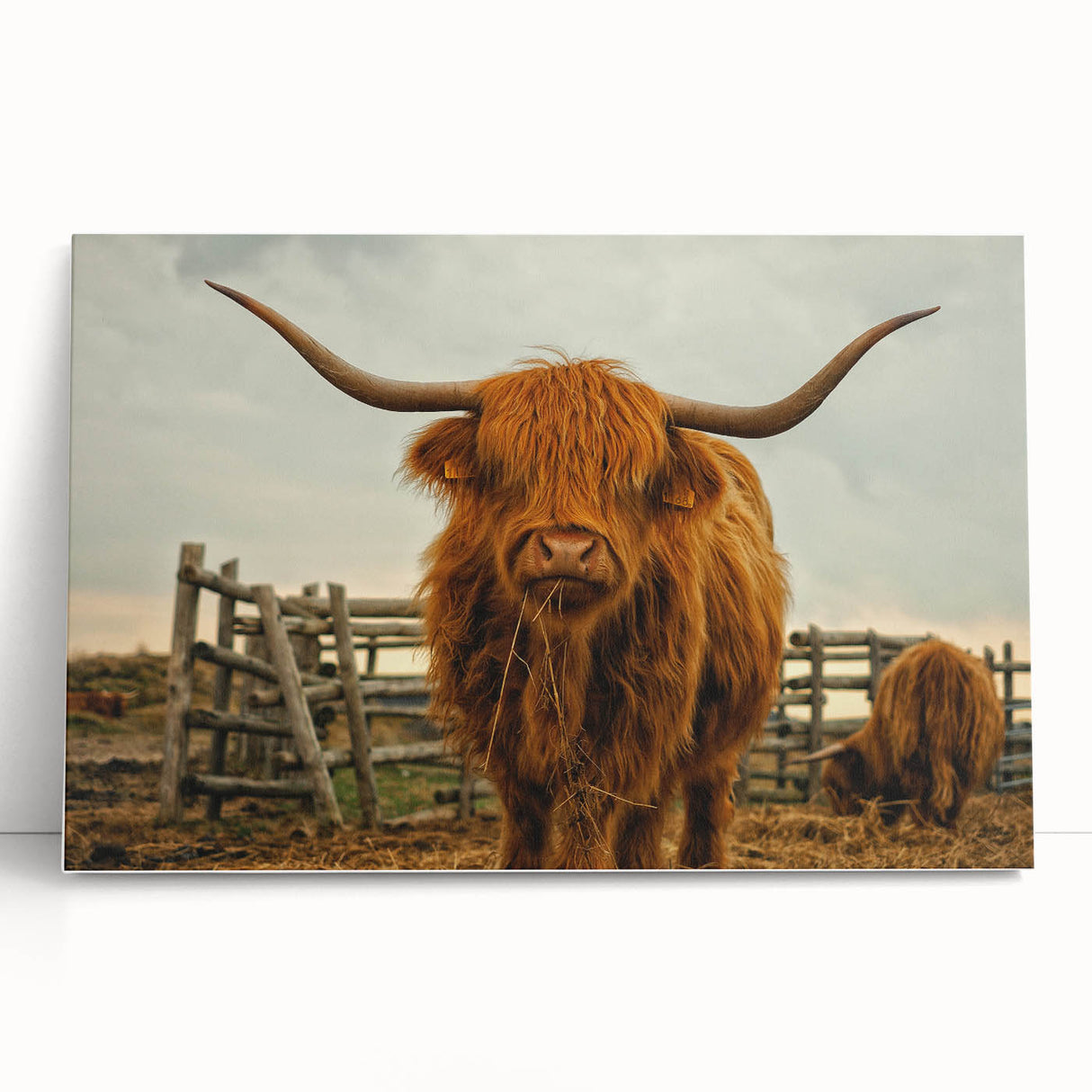 Highland Cow Rustic Wall Art - Farmhouse Decor for Cozy Country Homes