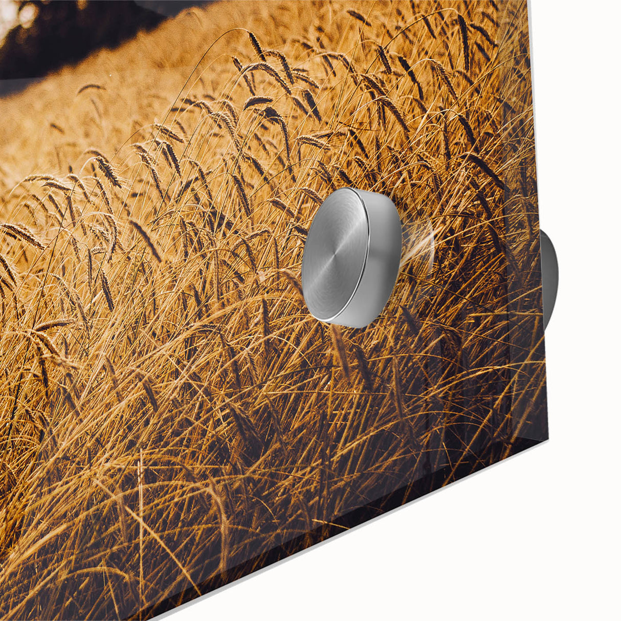 Golden Wheat Field Rustic Wall Art - Farmhouse Nature Decor for Homes