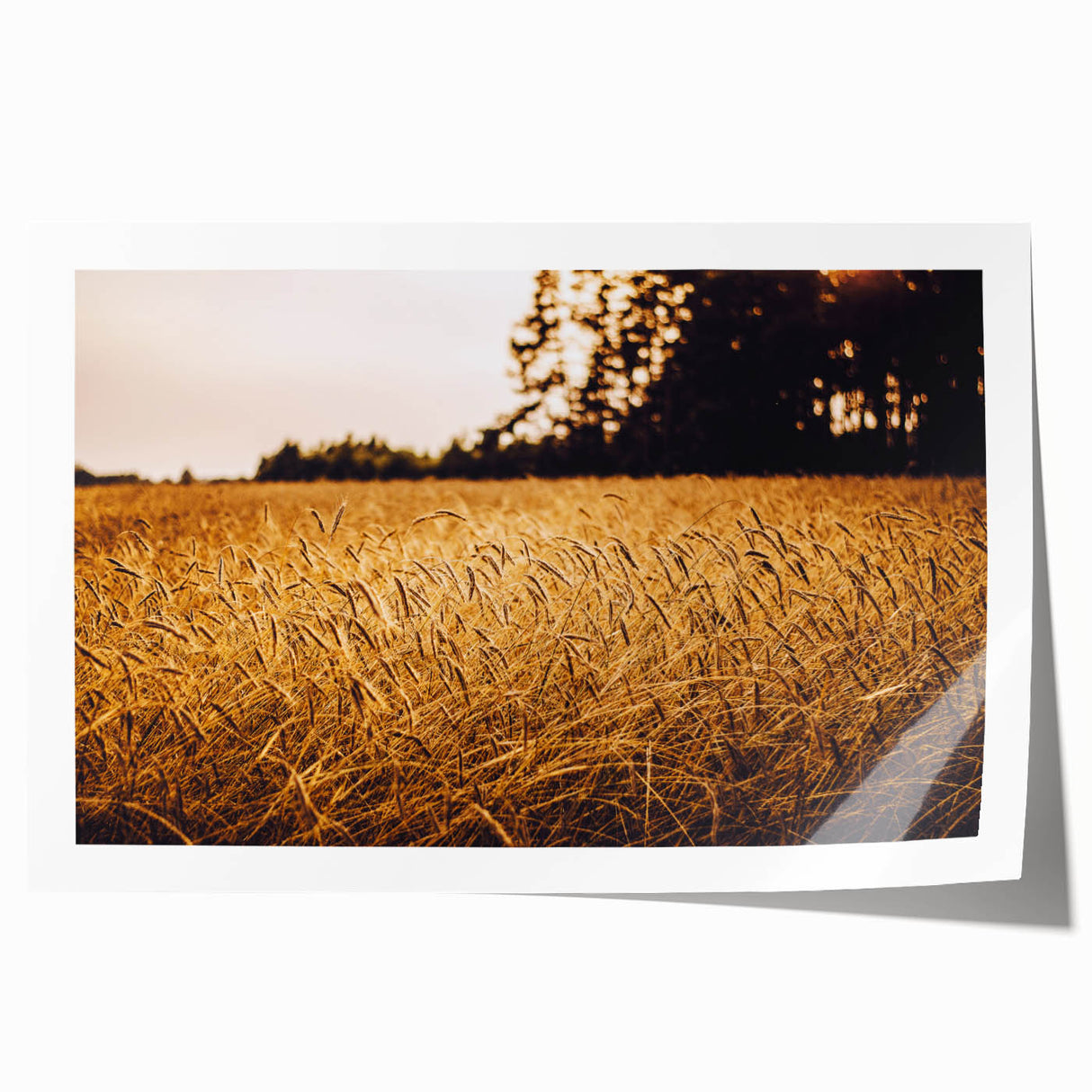 Golden Wheat Field Rustic Wall Art - Farmhouse Nature Decor for Homes