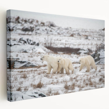 Stretched canvas wall art featuring a striking polar bear design in a snowy landscape, showcasing vibrant colors and fine details, ideal for nature enthusiasts.