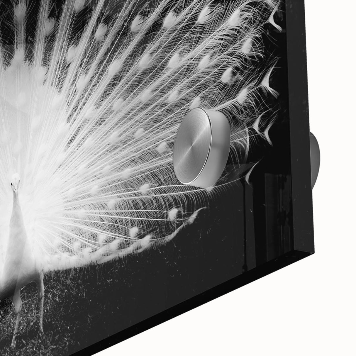 Close-up of a vibrant peacock design wall art piece, showcasing intricate feather details and bold colors, ideal for adding elegance to modern decor.