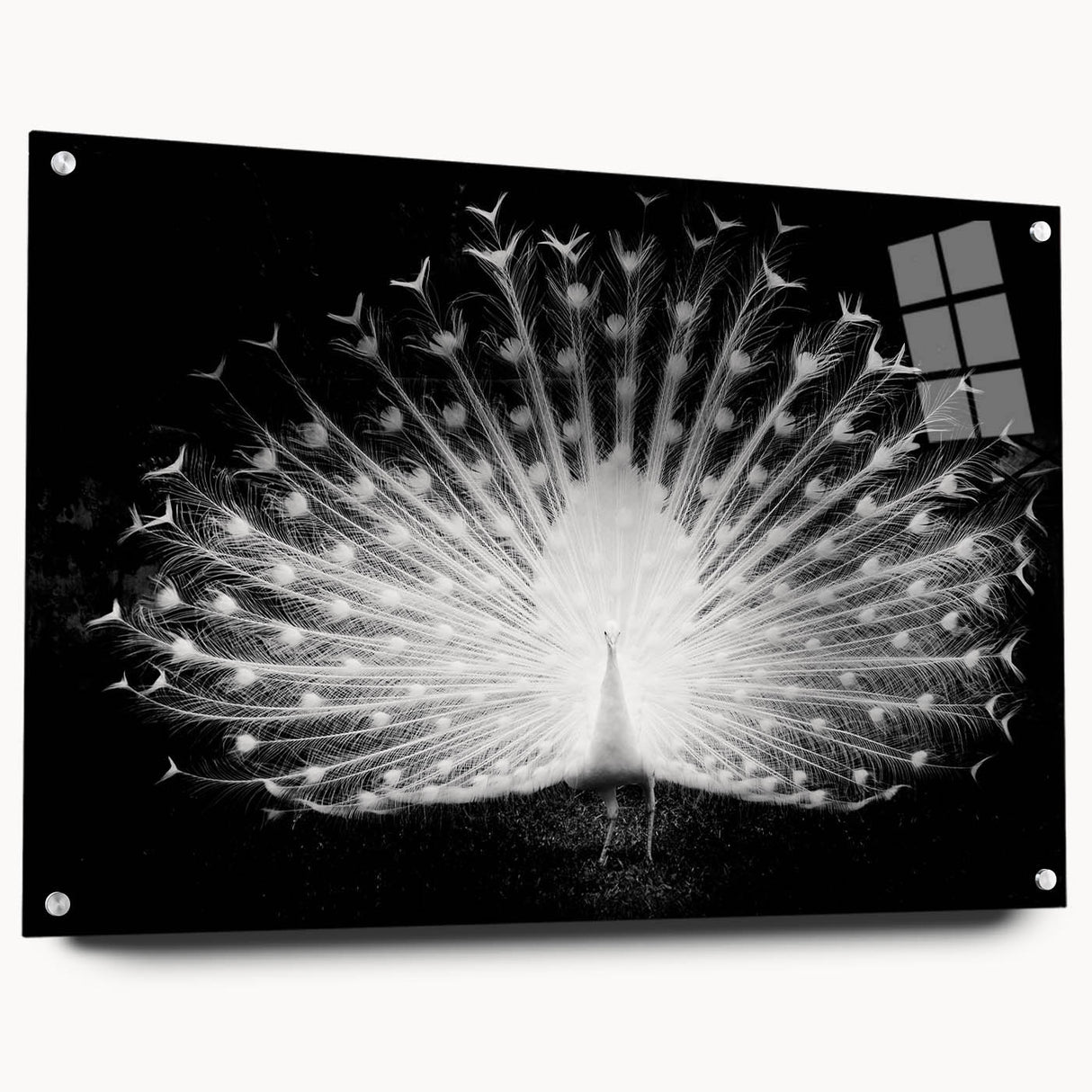 Vibrant peacock-themed wall art collection displayed in acrylic glass, showcasing intricate designs and vivid colors, perfect for enhancing home decor.