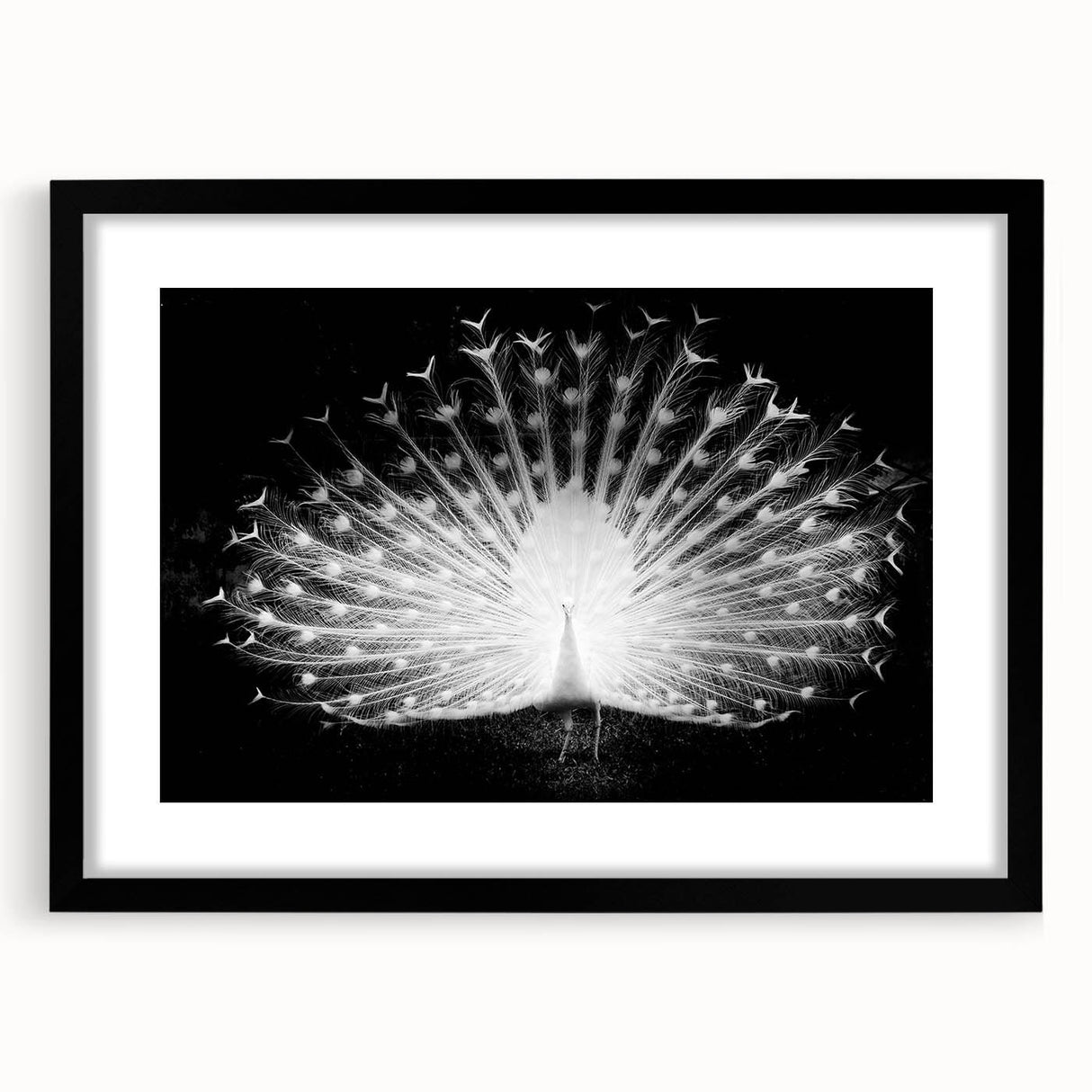 Elegant wall art featuring a peacock design in vibrant colors, framed in a sleek black frame with a mat, perfect for enhancing modern home decor.