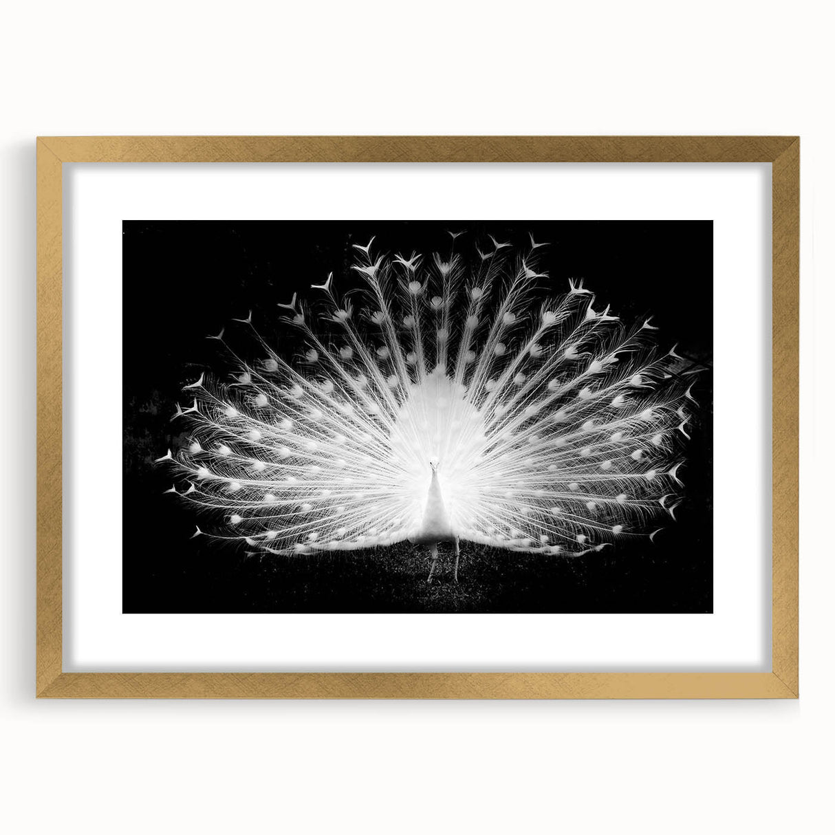 Elegant peacock design wall art in a gold frame with matting, showcasing vibrant colors and intricate details, perfect for enhancing modern decor.